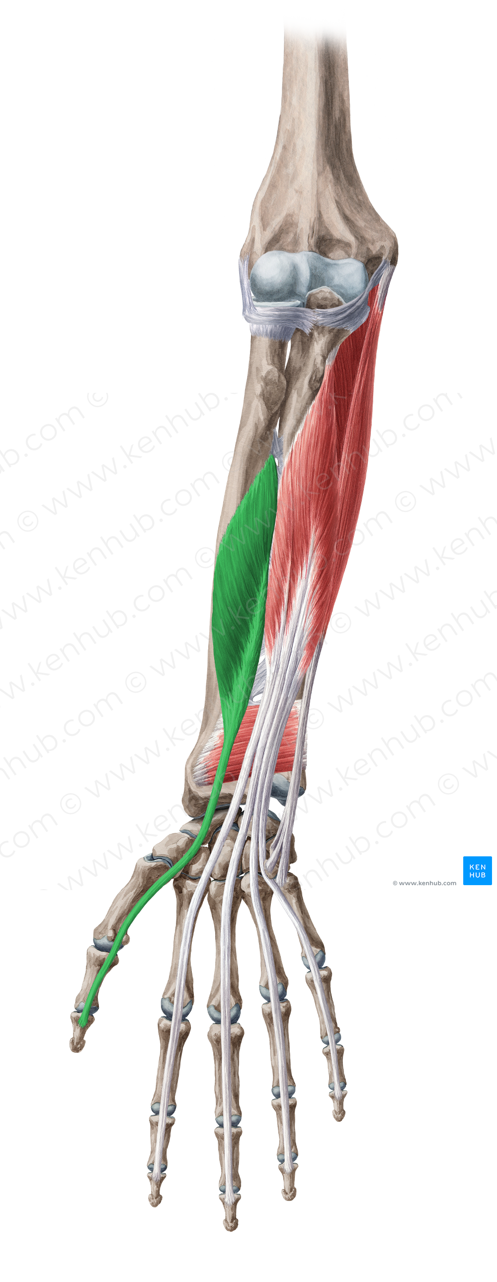 Flexor pollicis longus muscle (#5386)