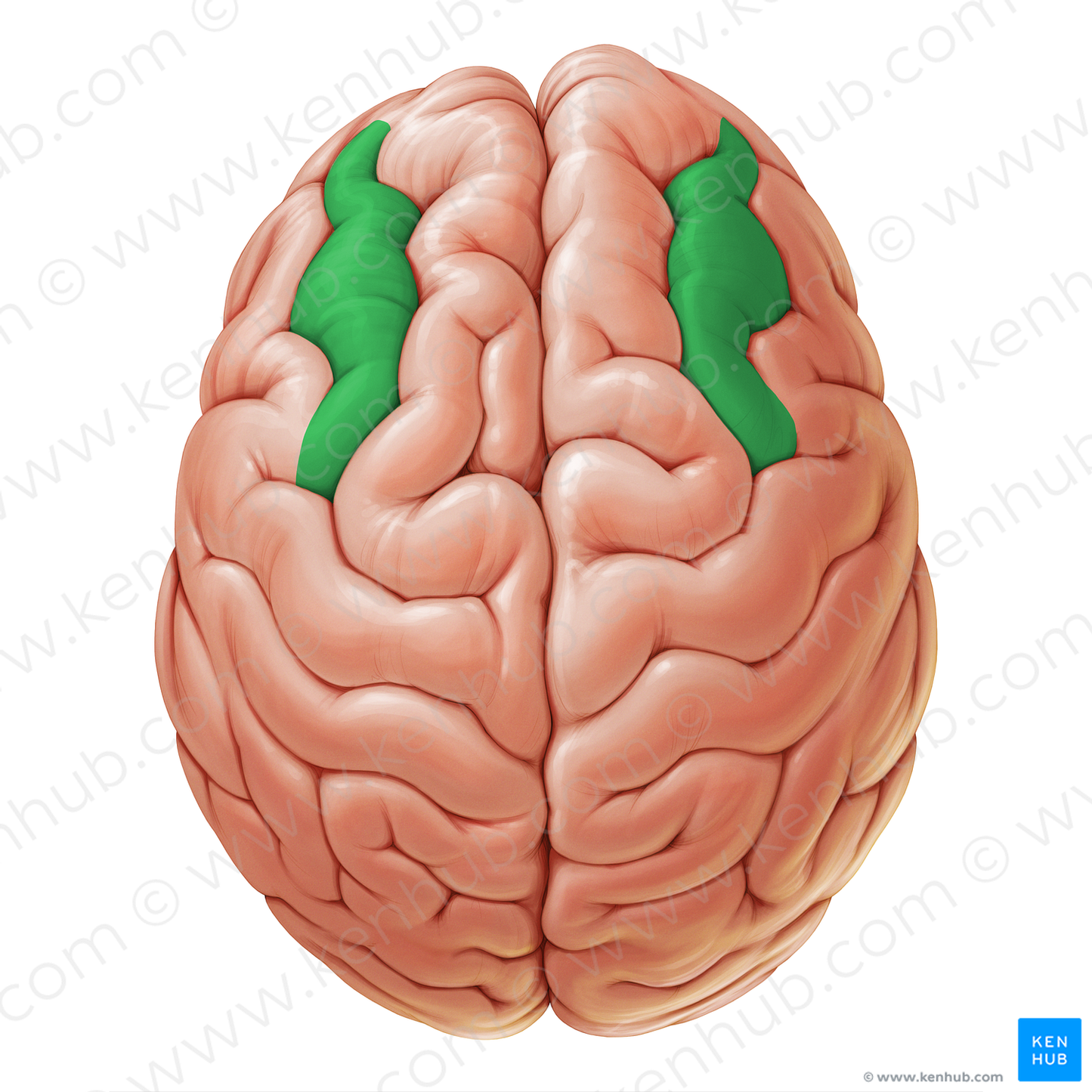 Middle frontal gyrus (#19057)