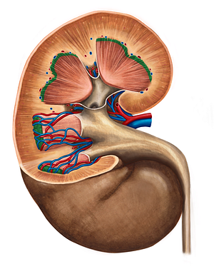 Base of renal pyramid (#2200)