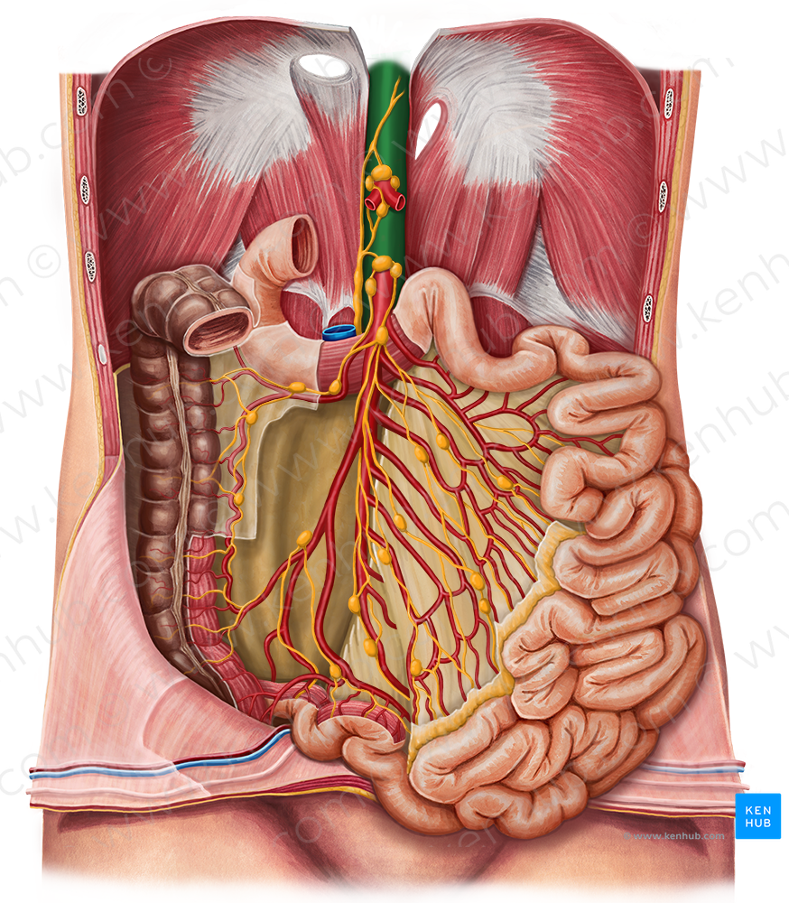 Abdominal aorta (#712)