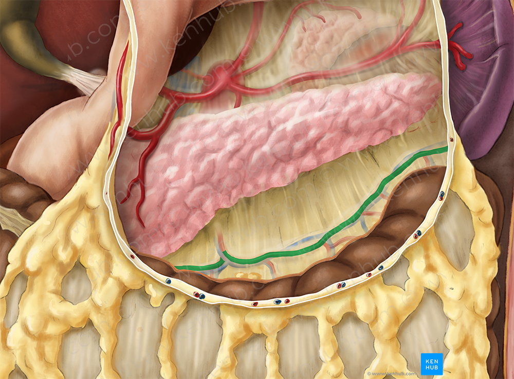 Middle colic artery (#1059)