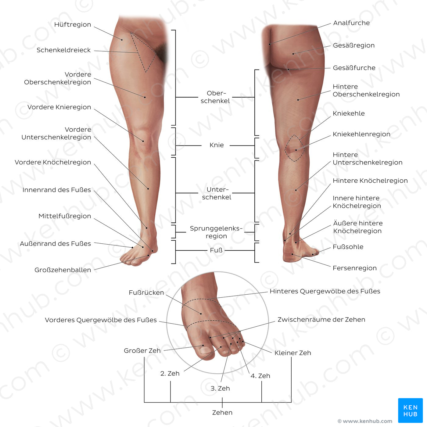 Regions of the lower extremity (German)