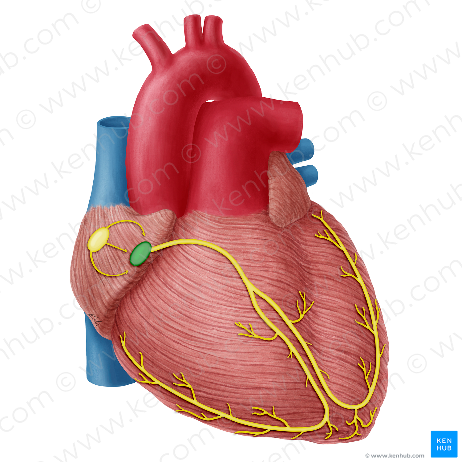 Atrioventricular node (#20321)