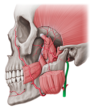 External carotid artery (#955)