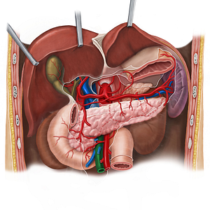 Superior mesenteric vein (#10431)