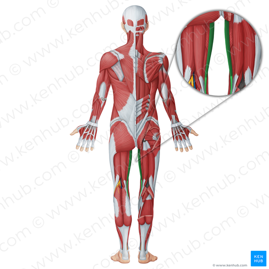 Gracilis muscle (#18688)