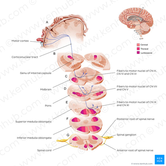 Corticonuclear tract (English)