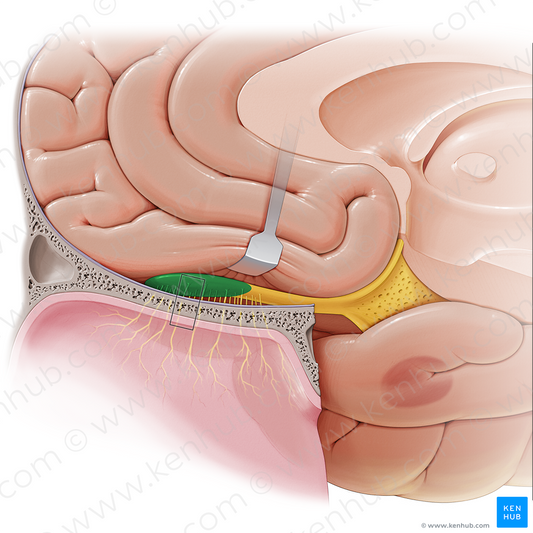 Olfactory bulb (#2249)