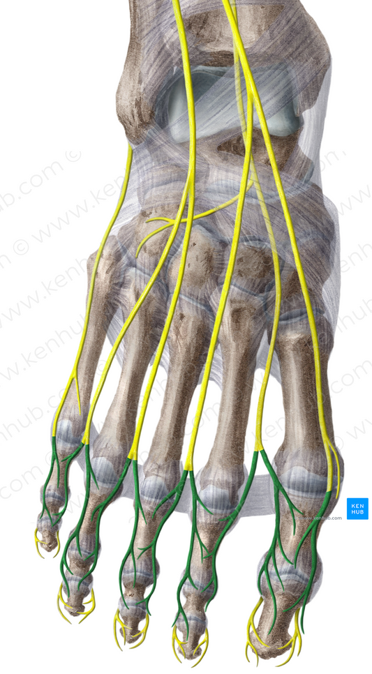Dorsal digital nerves of foot (#6224)