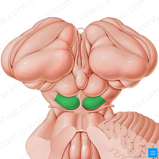 Inferior colliculus (#2656)