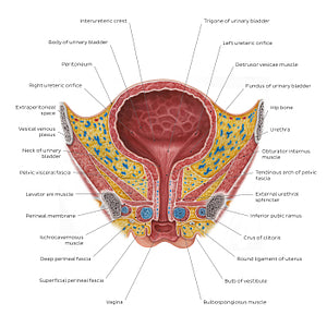 Female urinary bladder (English)