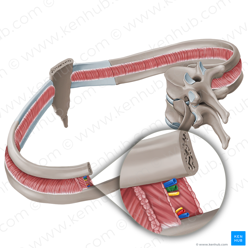 Posterior intercostal artery (#19120)