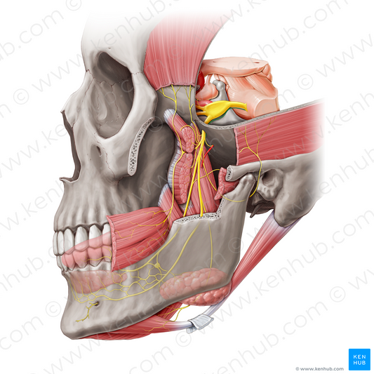 Motor root of trigeminal nerve (#20456)