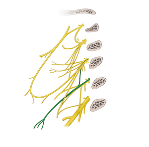 Supraclavicular nerves (#6281)