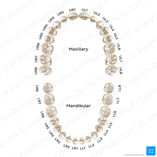 Alphanumeric Notation (permanent teeth) (English)
