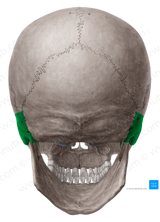 Petrous part of temporal bone (#7759)