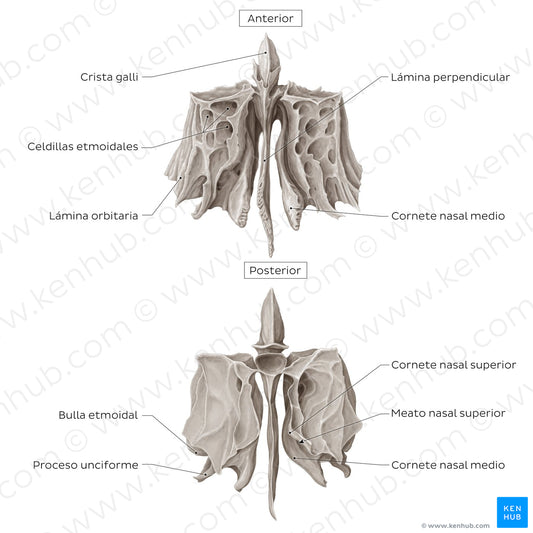 Ethmoid bone (anterior and posterior views) (Spanish)