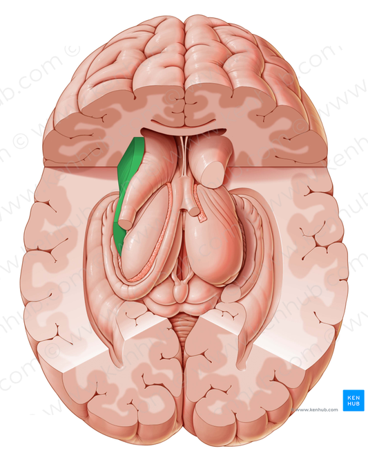 Internal capsule (#2367)