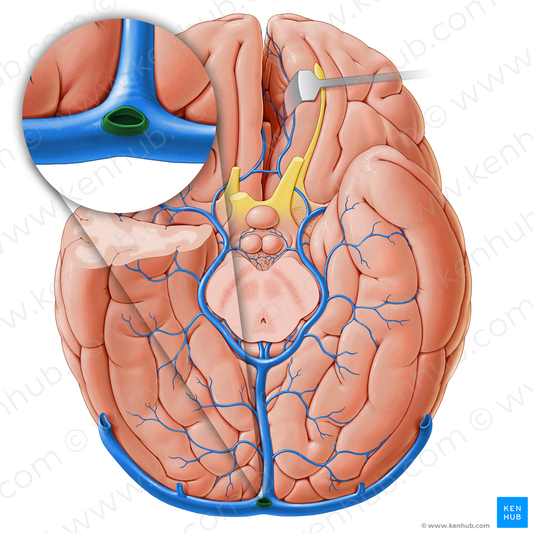 Occipital sinus (#18232)