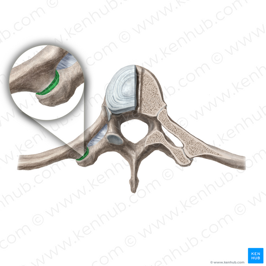 Costotransverse joint (#19155)