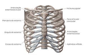 Bones of the thoracic cavity (Portuguese)