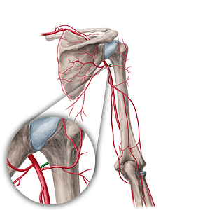 Anterior circumflex humeral artery (#21695)