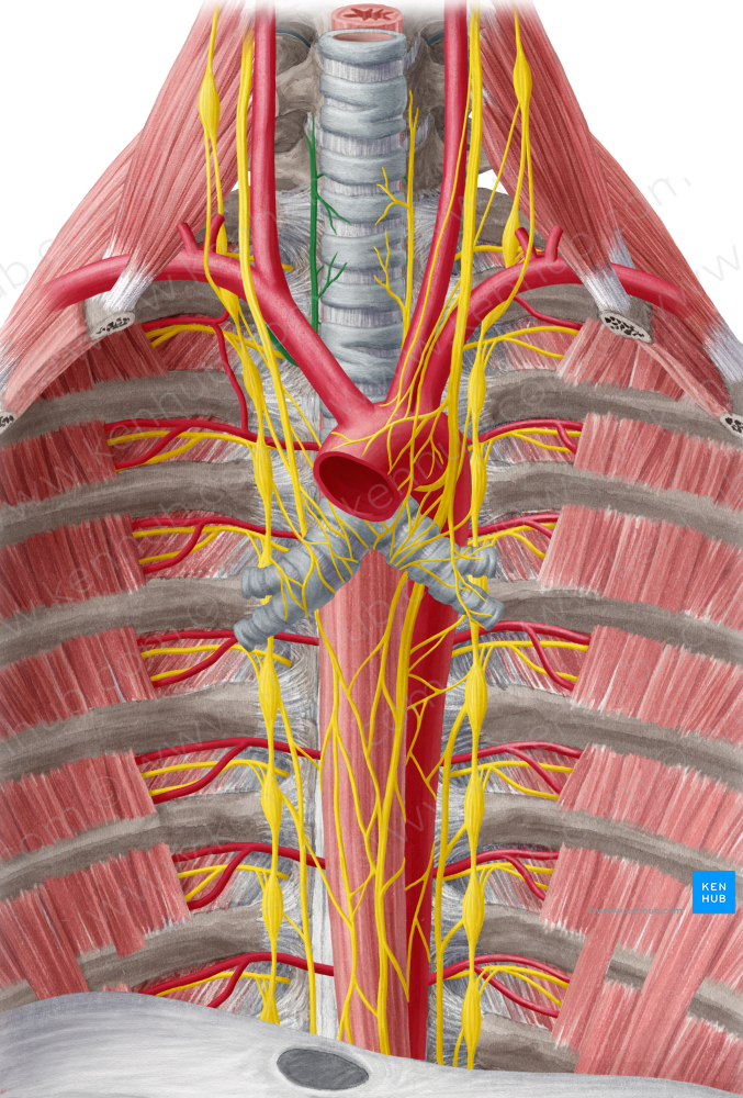 Right recurrent laryngeal nerve (#6509)
