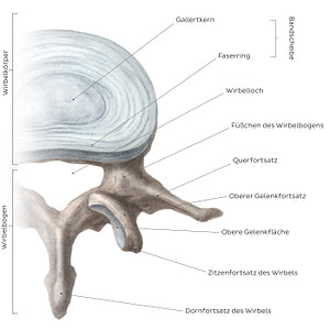 typical lumbar vertebra (German)