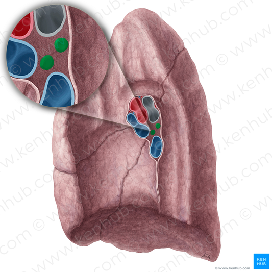 Bronchopulmonary lymph nodes of right lung (#7097)