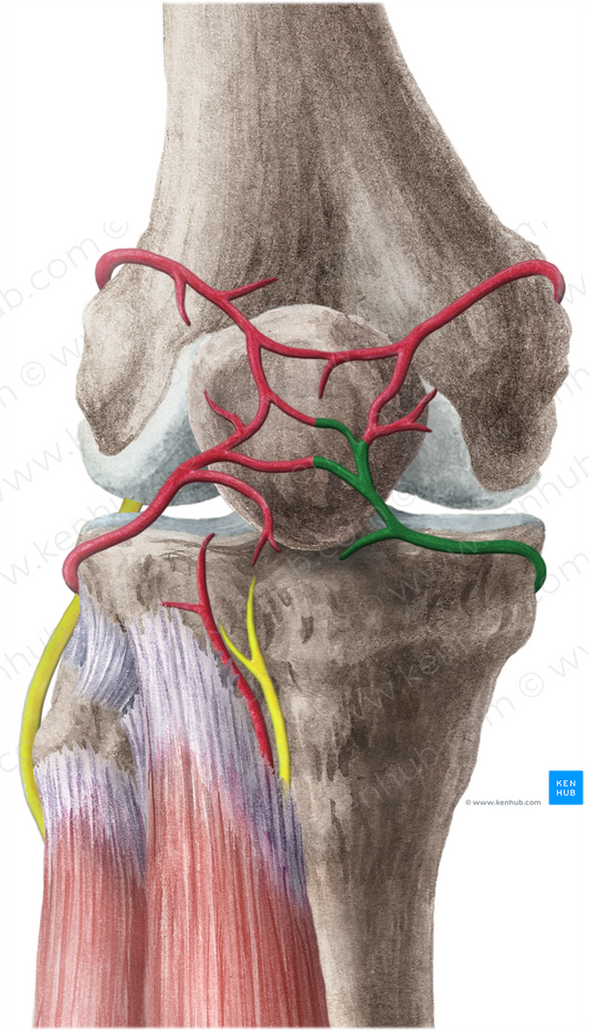 Inferior medial genicular artery (#1444)