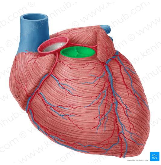 Pulmonary valve (#9912)