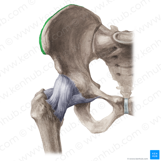 Outer lip of iliac crest (#21194)