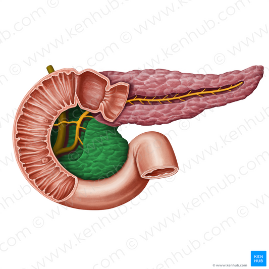 Head of pancreas (#13932)