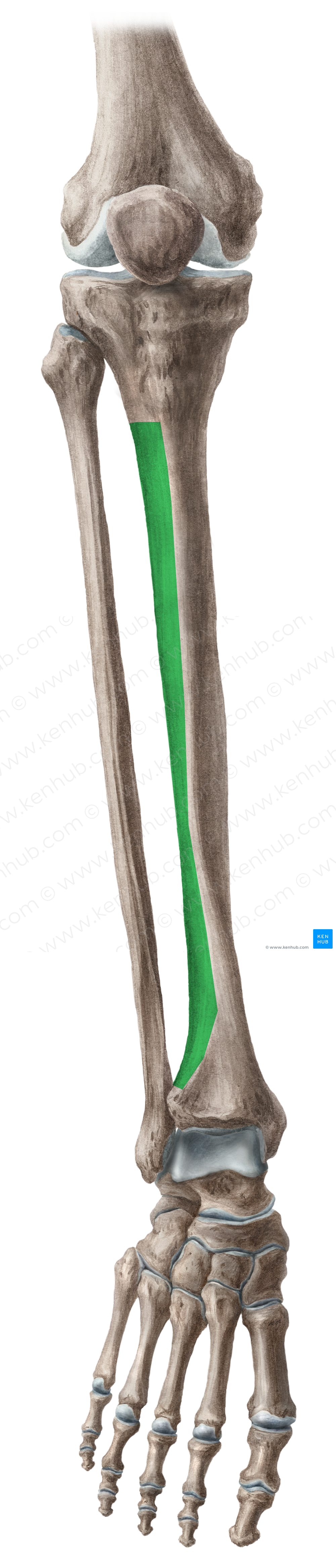 Lateral surface of tibia (#3505)