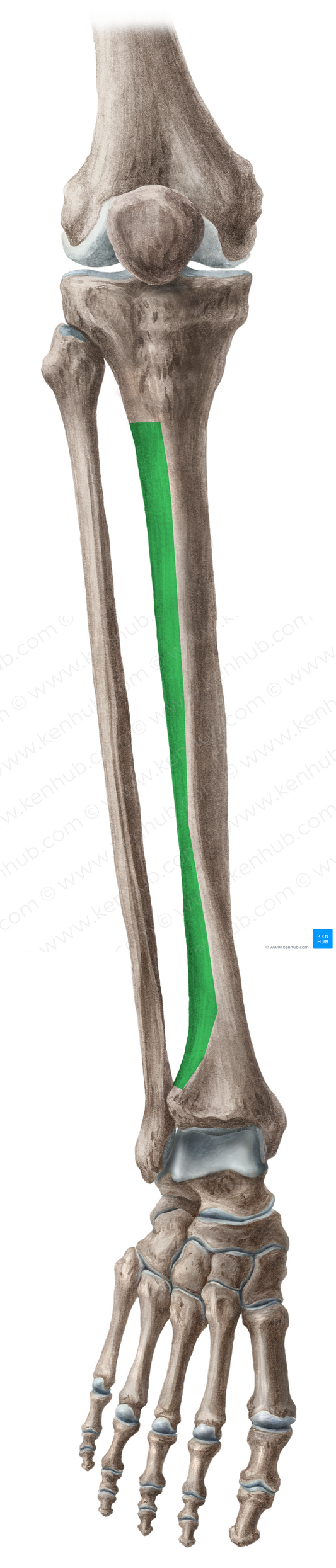 Lateral surface of tibia (#3505)