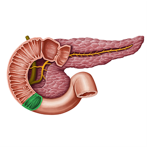 Inferior duodenal flexure (#13950)