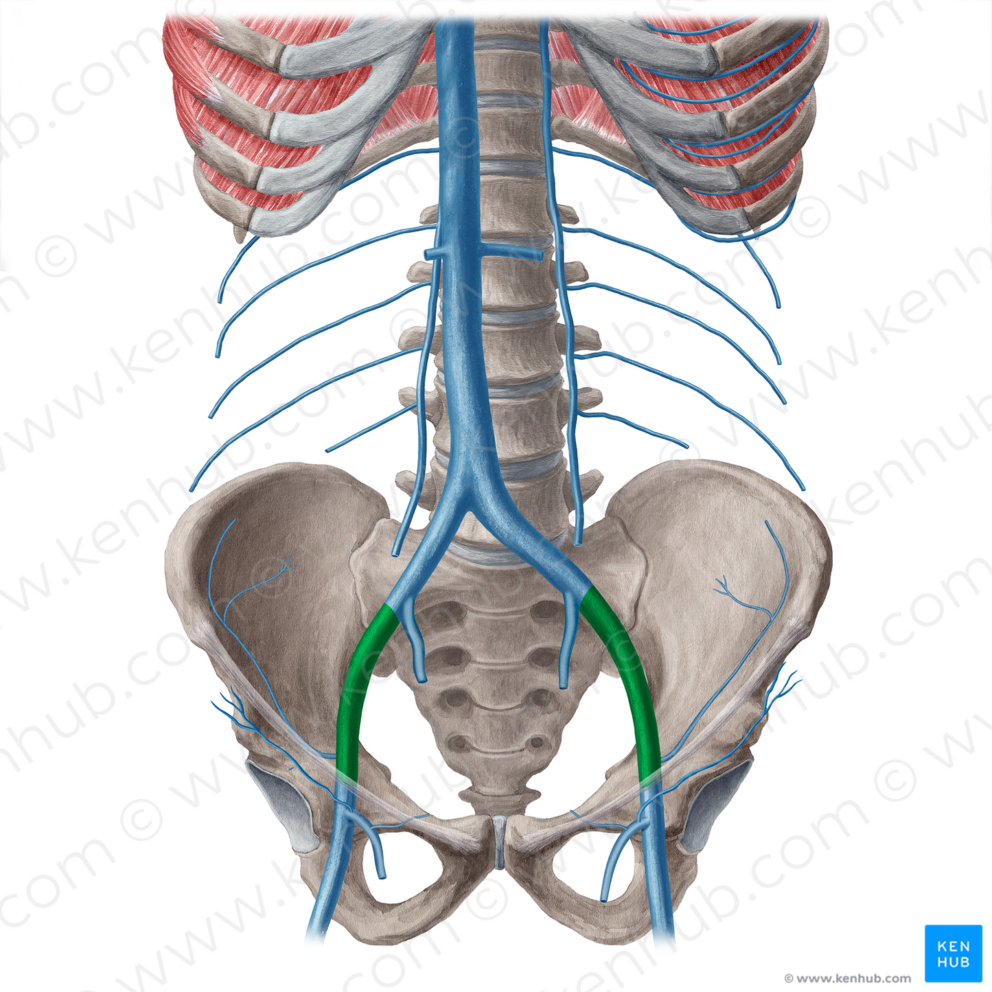 External iliac vein (#21547)