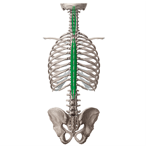 Spinalis muscle (#18819)