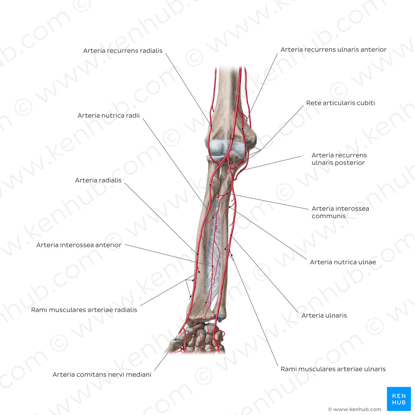 Arteries of the forearm: Anterior view (Latin)