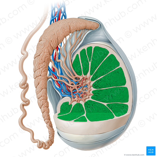 Lobule of testis (#19129)