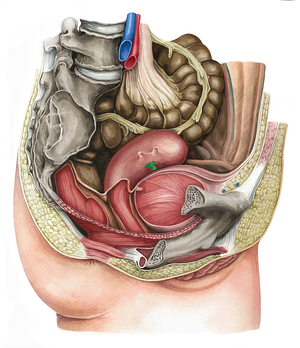 Round ligament of uterus (#4639)