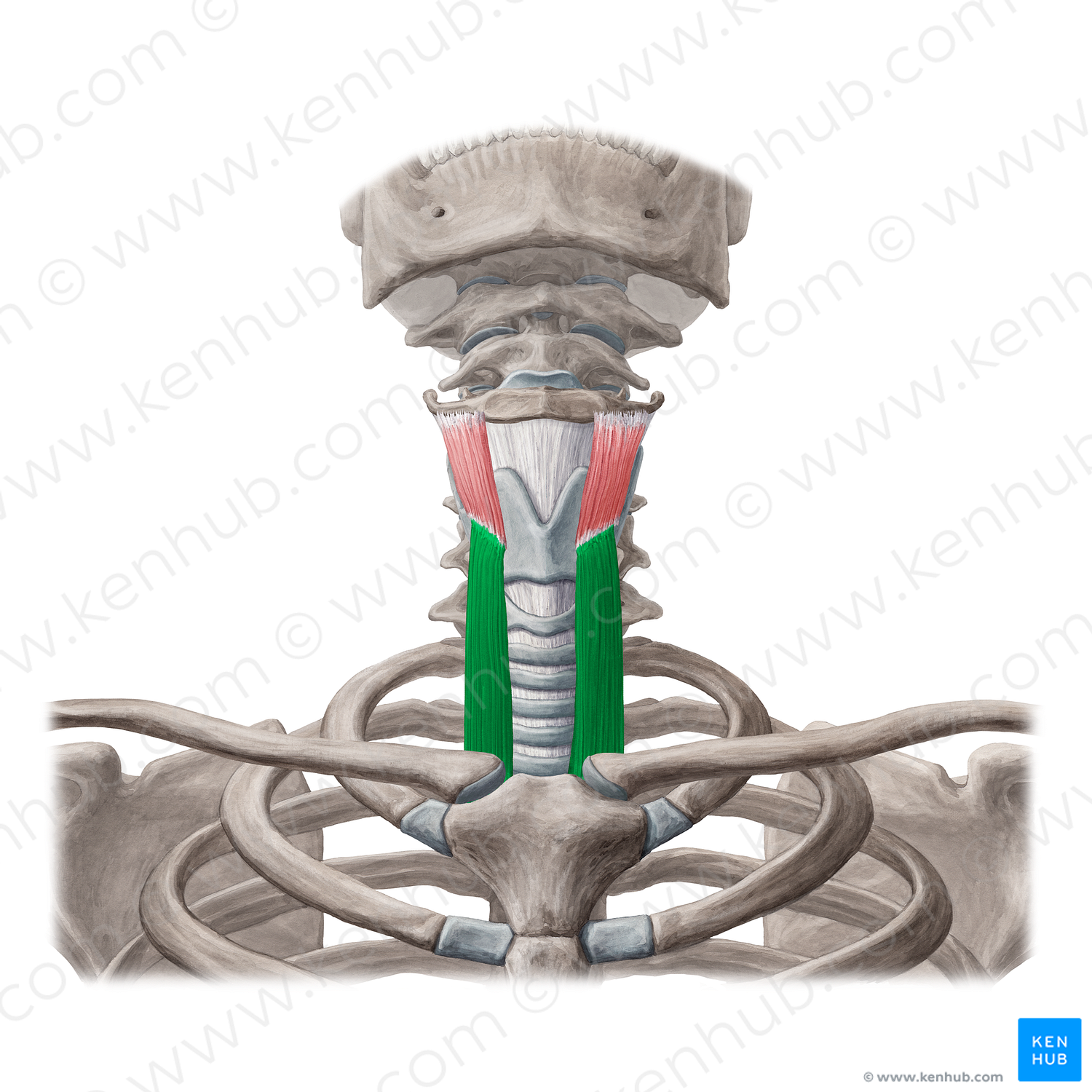 Sternothyroid muscle (#6023)