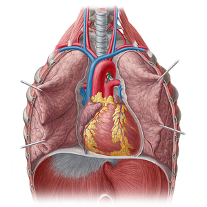 Ligamentum arteriosum (#4474)