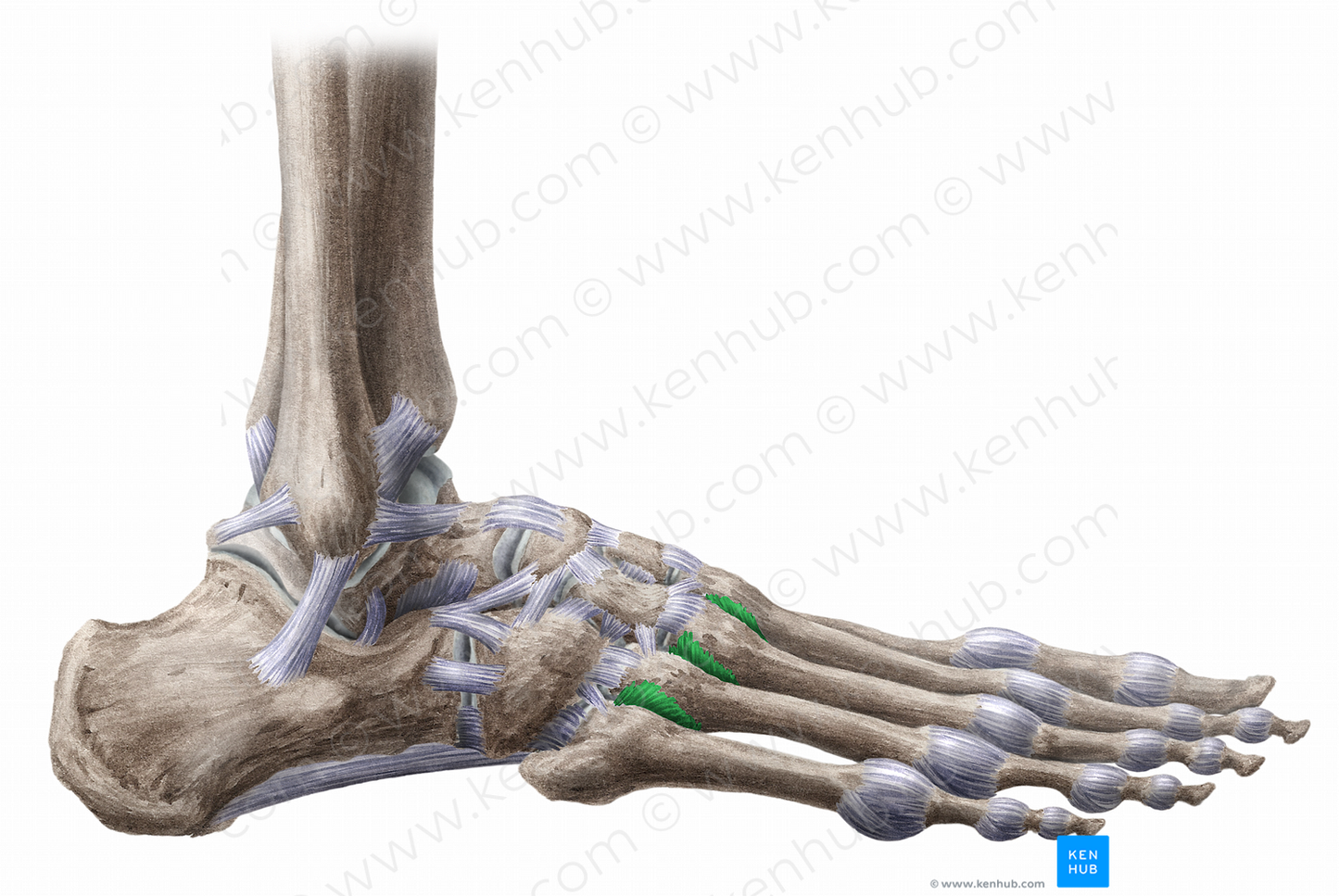 Dorsal metatarsal ligaments (#11480)