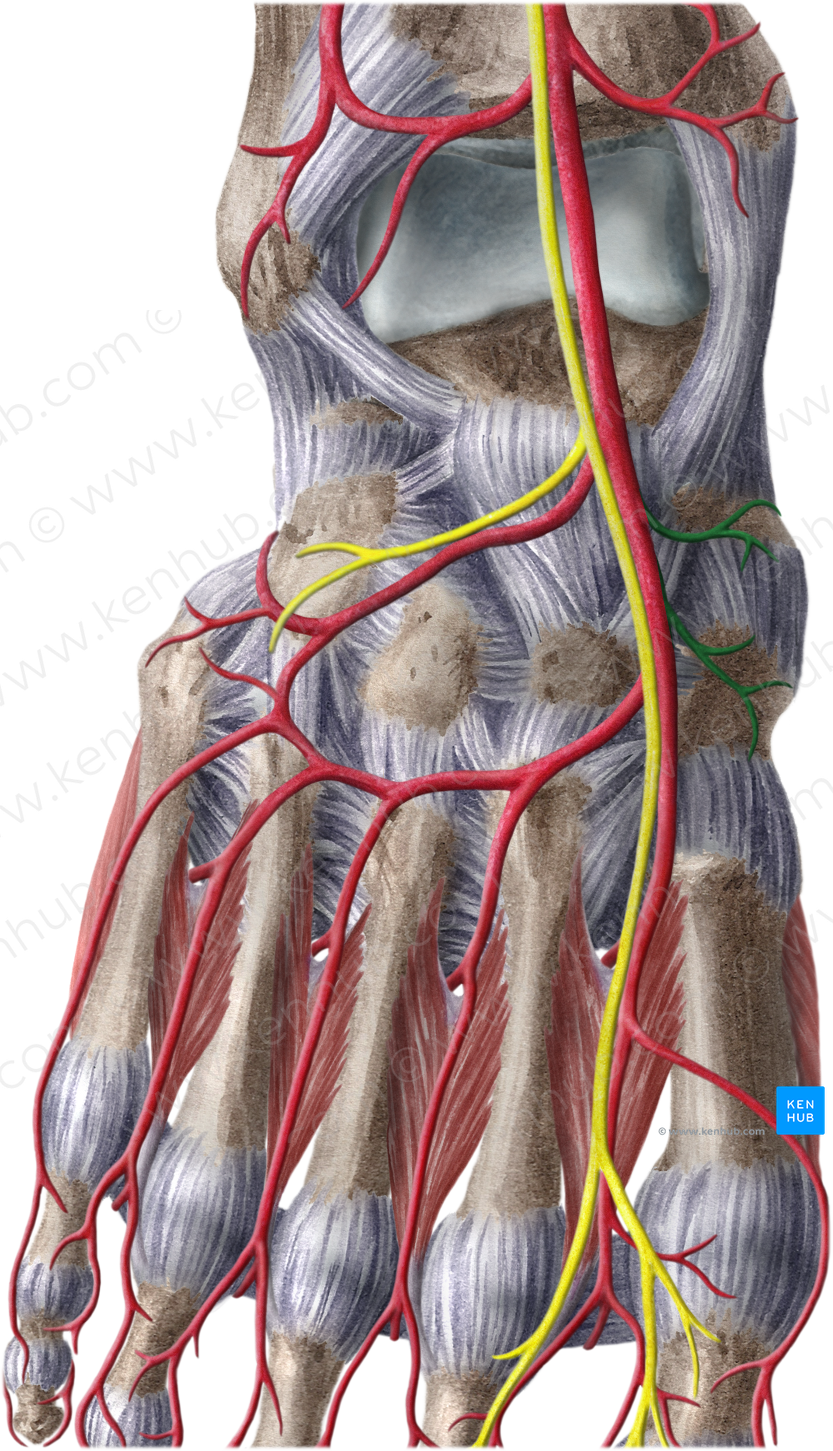 Medial tarsal arteries (#1222) – Kenhub Image License Store