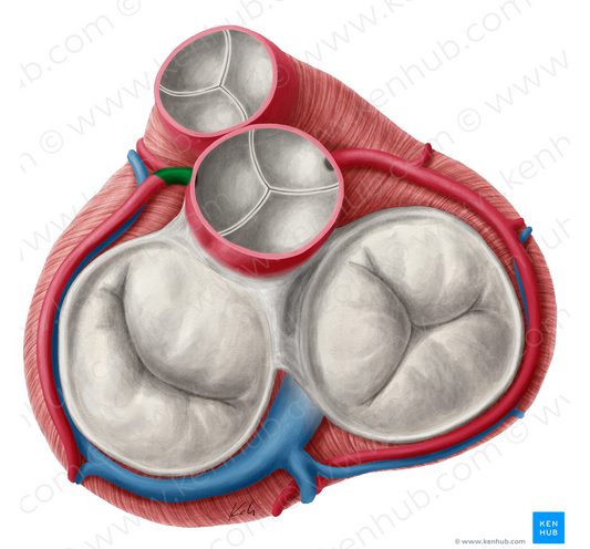 Left coronary artery (#1092)