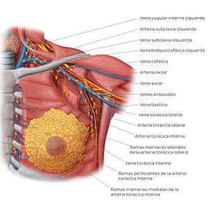 Blood vessels of the female breast (Spanish)