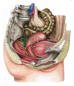 Rectouterine pouch (#3424)