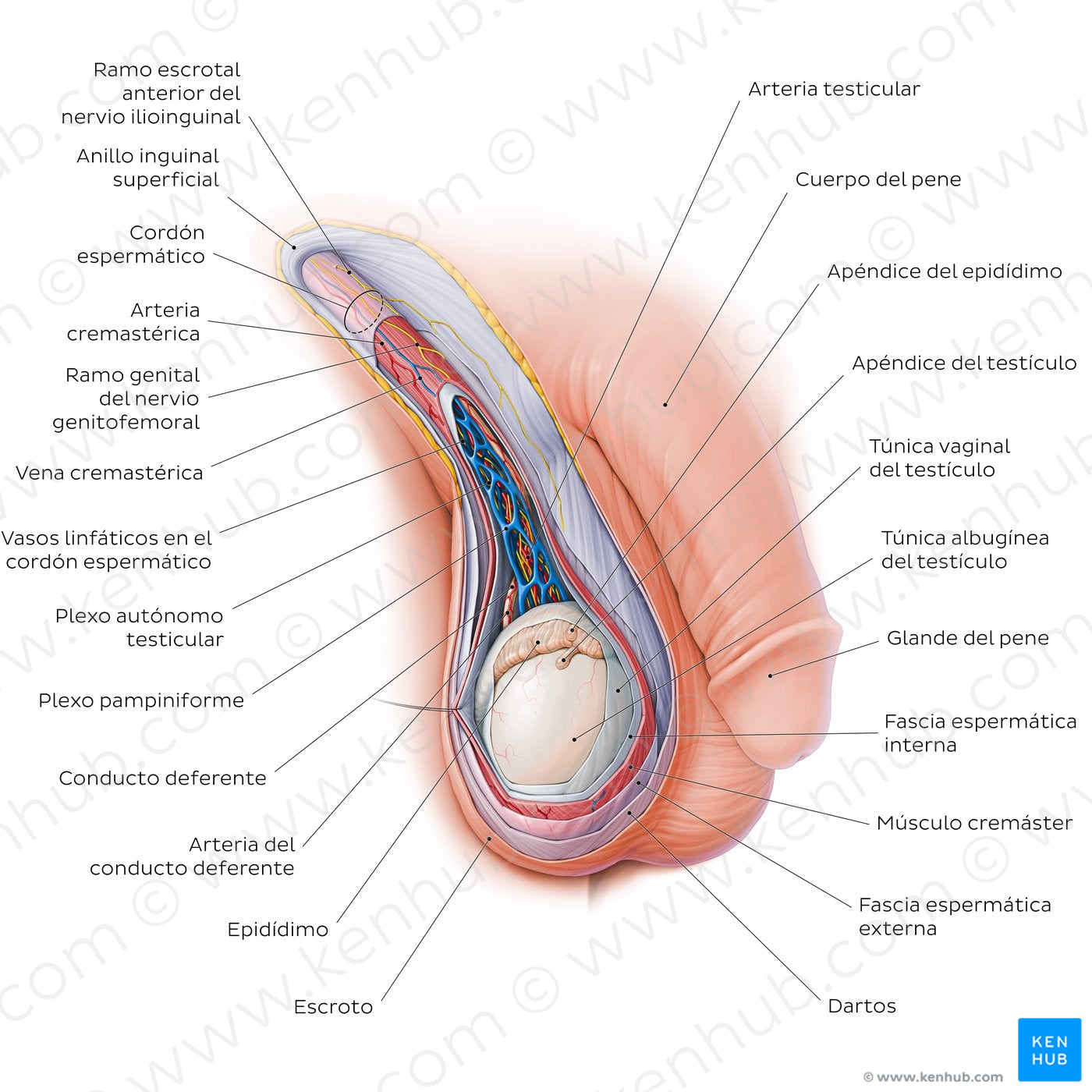 Scrotum and spermatic cord (Spanish)