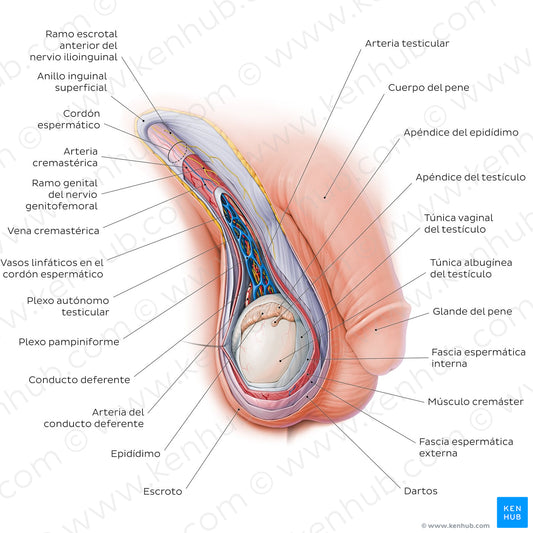 Scrotum and spermatic cord (Spanish)